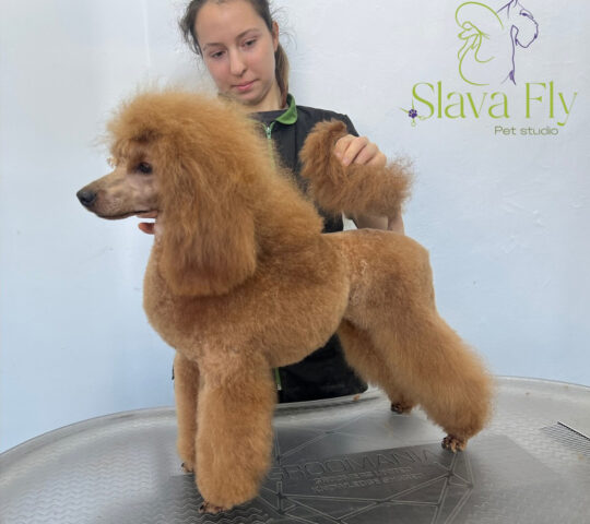 Pet Studio Slava Fly